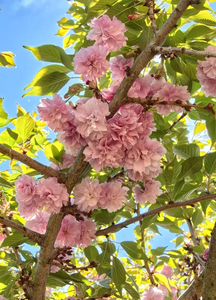 Bahar güneşli bir ağaç üzerinde ağlayan kiraz çiçeği