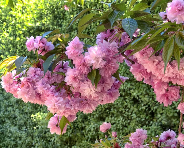 Bir bahar gününde ağaç üzerinde ağlayan kiraz çiçeği