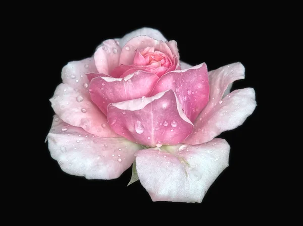 Siyah bir arka plan karşı bir tek pembe rrose çiçek