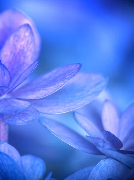 Mavi ve mor ortanca çiçek aşırı yakın çekim