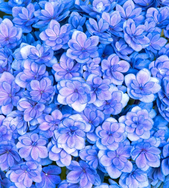 Mavi Mor Ortanca Çiçekleri — Stok fotoğraf