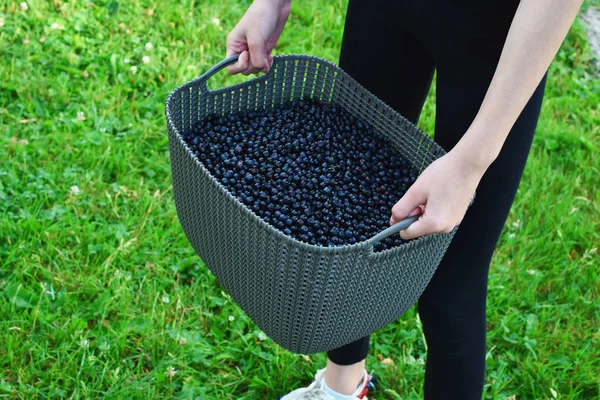 Woman hands carrying wild blueberries in big heavy decorative plastic basket on green meadow grass background with copy space for text in summer day. Healthy and delicious wild summer fruits season concept.