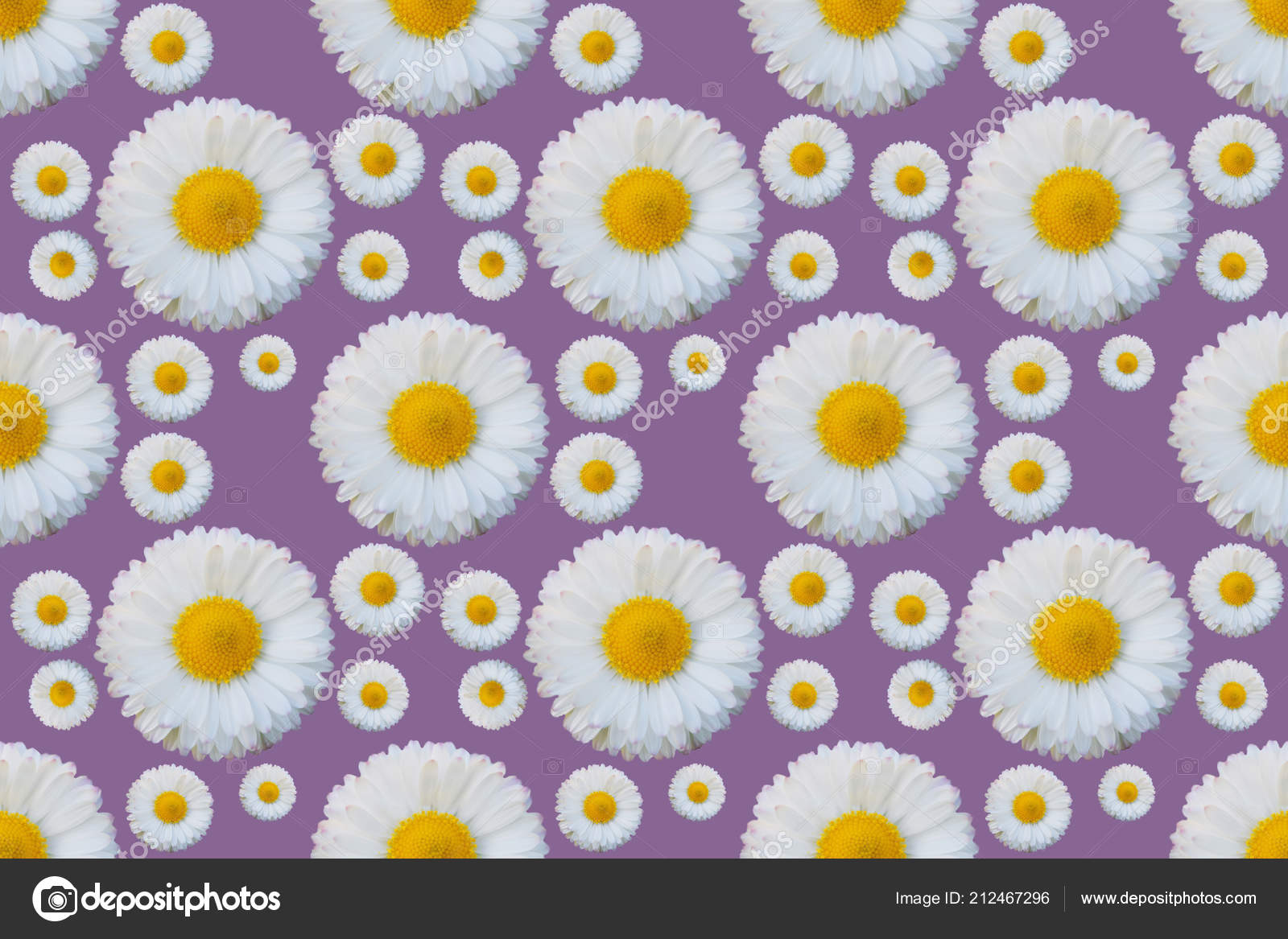 White Daisy Flowers Yellow Pollen Violet Background Design Template Wrapping Stock Photo Image By C Ingae