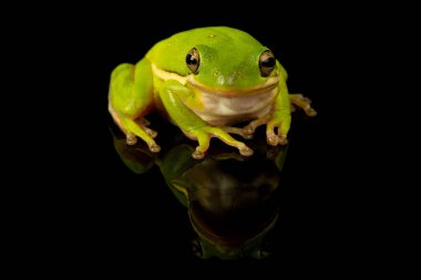 Bir yeşil Treefrog, bir yansıtıcı siyah arka plan yeşil cinerea stüdyo fotoğrafı.