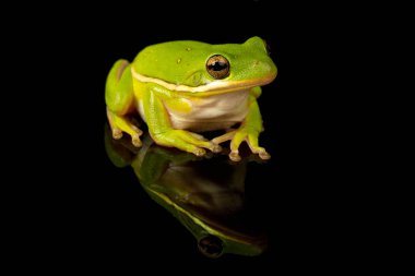Bir yeşil Treefrog, bir yansıtıcı siyah arka plan yeşil cinerea stüdyo fotoğrafı.