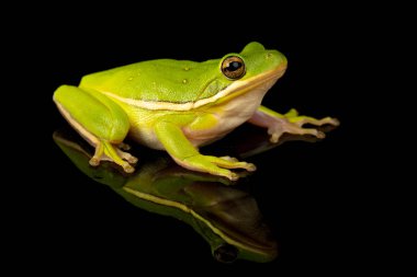 Bir yeşil Treefrog, bir yansıtıcı siyah arka plan yeşil cinerea stüdyo fotoğrafı.