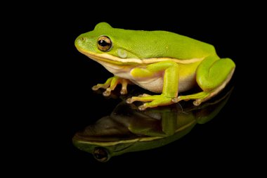 Bir yeşil Treefrog, bir yansıtıcı siyah arka plan yeşil cinerea stüdyo fotoğrafı.