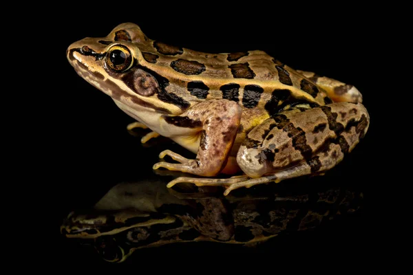Studio Photo Pickerel Frog Lithobates Palustris Often Confused Endangered Leopard — Stock Photo, Image
