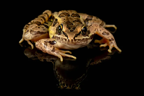 Студийное Фото Лягушки Пикерель Lithobates Palustris Часто Путают Вымирающей Лягушкой — стоковое фото