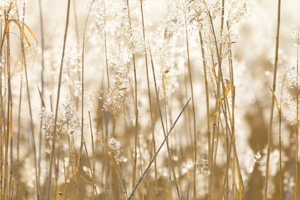 Closeup of sunny backlit reed background — Stock Photo, Image