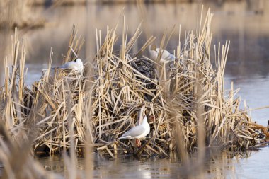 Kamışı yapılmış yuvada Terns doğurmak