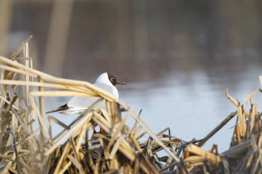 Dikiş standı ve yuva üzerinde şarkı