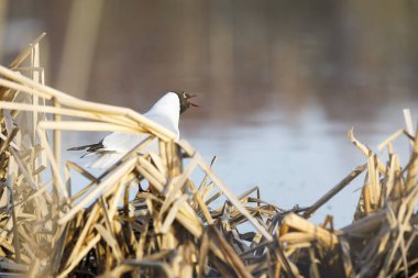 Dikiş standı ve yuva üzerinde şarkı