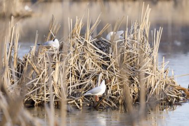 Kamışı yapılmış yuvada Terns doğurmak