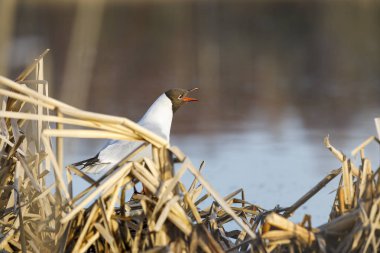 Dikiş standı ve yuva üzerinde şarkı