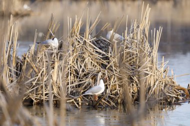 Kamışı yapılmış yuvada Terns doğurmak