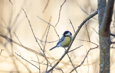 Renkli baştankara ağaç şube oturur