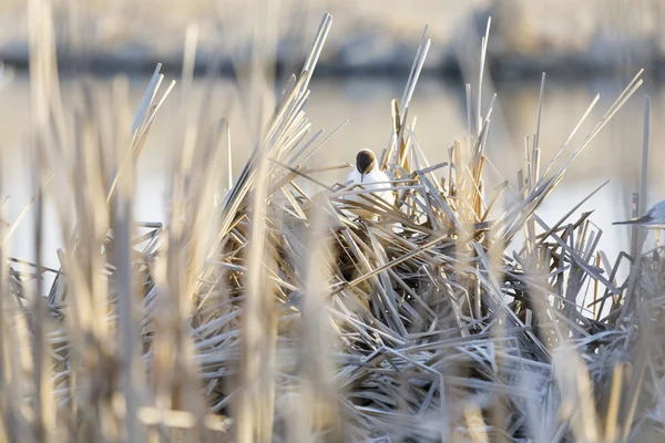 Tern stand and sing on its nest — Stock Photo, Image