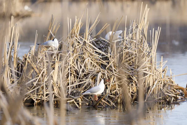 Kamışı yapılmış yuvada Terns doğurmak