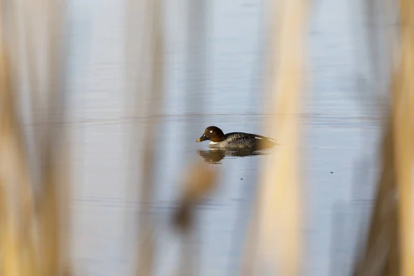 O olho dourado de Barrow fêmea nada em um lago — Fotografia de Stock