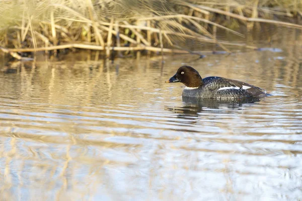 Olho dourado de Barrow fêmea em um lago — Fotografia de Stock