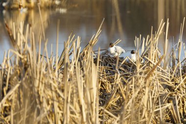 Kamışı yapılmış yuvada Terns doğurmak