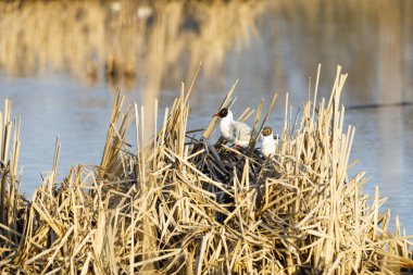 Kamışı yapılmış yuvada Terns doğurmak