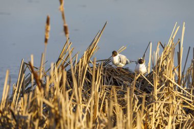 Kamışı yapılmış yuvada Terns doğurmak
