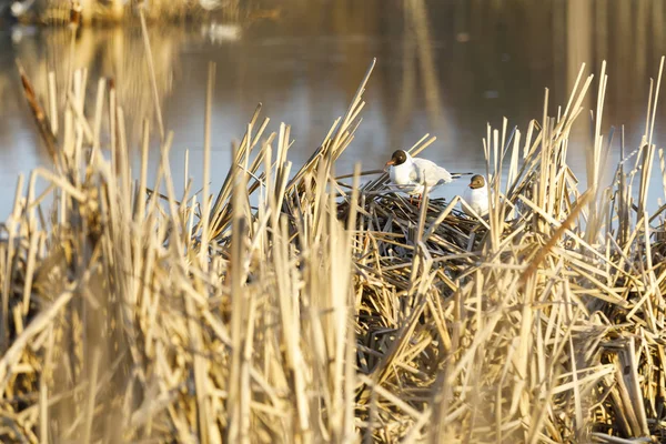 Kamışı yapılmış yuvada Terns doğurmak