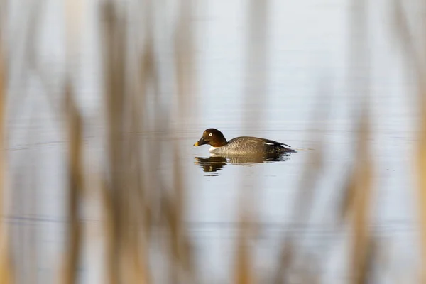 O olho dourado de Barrow fêmea nada em um lago — Fotografia de Stock