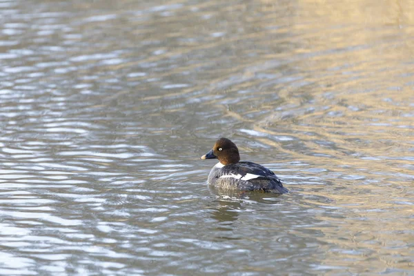 Single brown Barrow's goldeneye in a lake — Stock Photo, Image