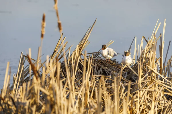 Sterns broeden in nest gemaakt van riet — Stockfoto