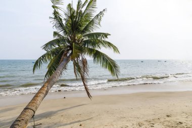 Vietnam'da kumlu sahil de Palmiye ağaçları