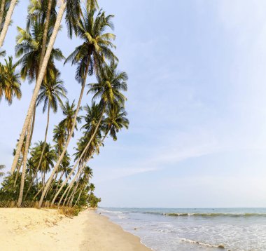Vietnam'da kumlu sahil de Palmiye ağaçları