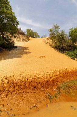 Vietnam'da bitkiler arasında turuncu kum şeritli