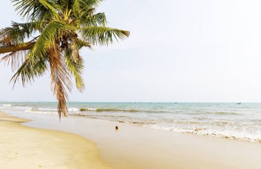 Vietnam'da kumlu sahil de Palmiye ağaçları