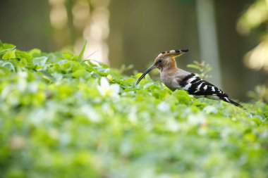 Bir çim üzerinde hoopoe kuş closeup
