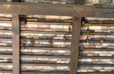 Yarasalar kahverengi ahşap çatı altında asmak