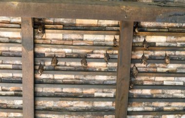 Yarasalar kahverengi ahşap çatı altında asmak