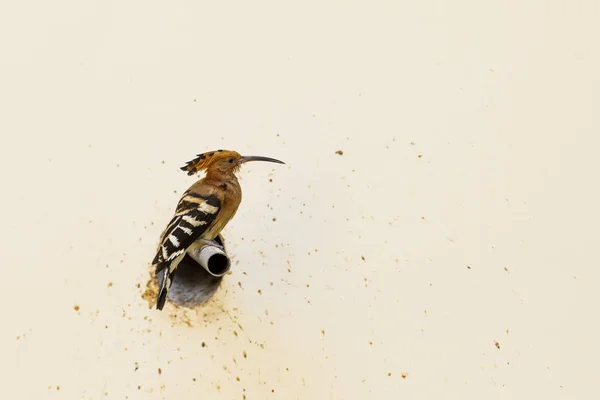 Pestrý pták na hoopou sedí na trubce, která vychází ze zdi — Stock fotografie