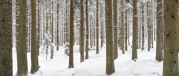 Panorama ośnieżonych zimowych lasów krajobrazu — Zdjęcie stockowe