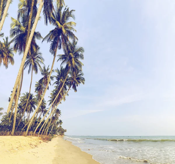 Palmové stromy na písčitém pobřeží ve Vietnamu — Stock fotografie