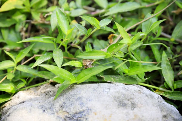 녹색 덤불에서 도마뱀은 메뚜기를 먹는다 — 스톡 사진