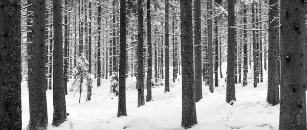 Panorama del paisaje nevado del bosque invernal —  Fotos de Stock