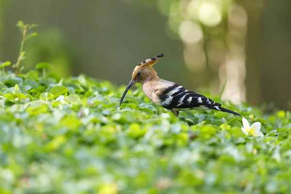 Primer plano del pájaro abubilla sobre una hierba — Foto de Stock