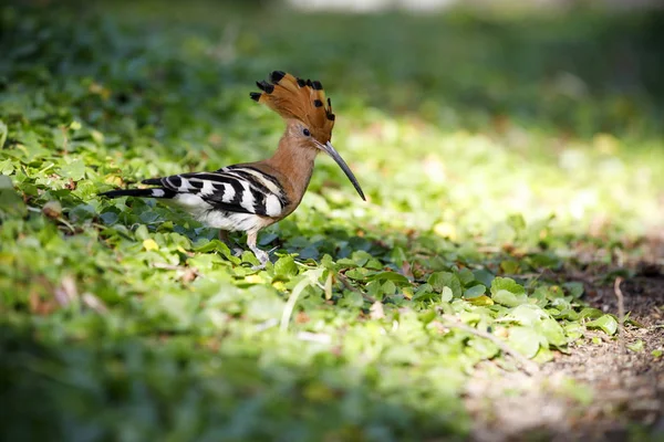 Primer plano del pájaro abubilla sobre una hierba — Foto de Stock