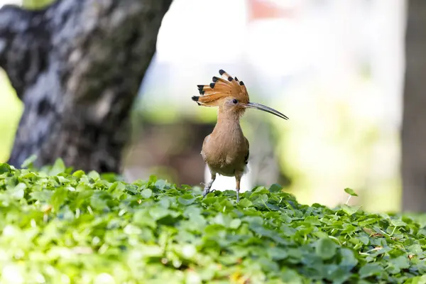 Bir çim üzerinde hoopoe kuş closeup — Stok fotoğraf