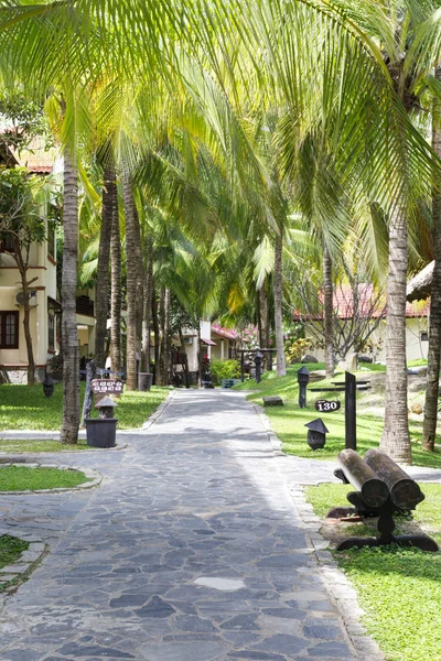 Caminho trilhado sob palmeiras no verão Imagem De Stock