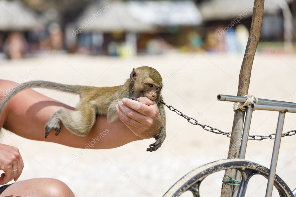 Monkey lies on a person hand and chews it