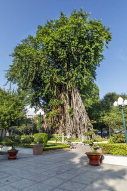 Yaz aylarında bir parkta uzun egzotik ağaç